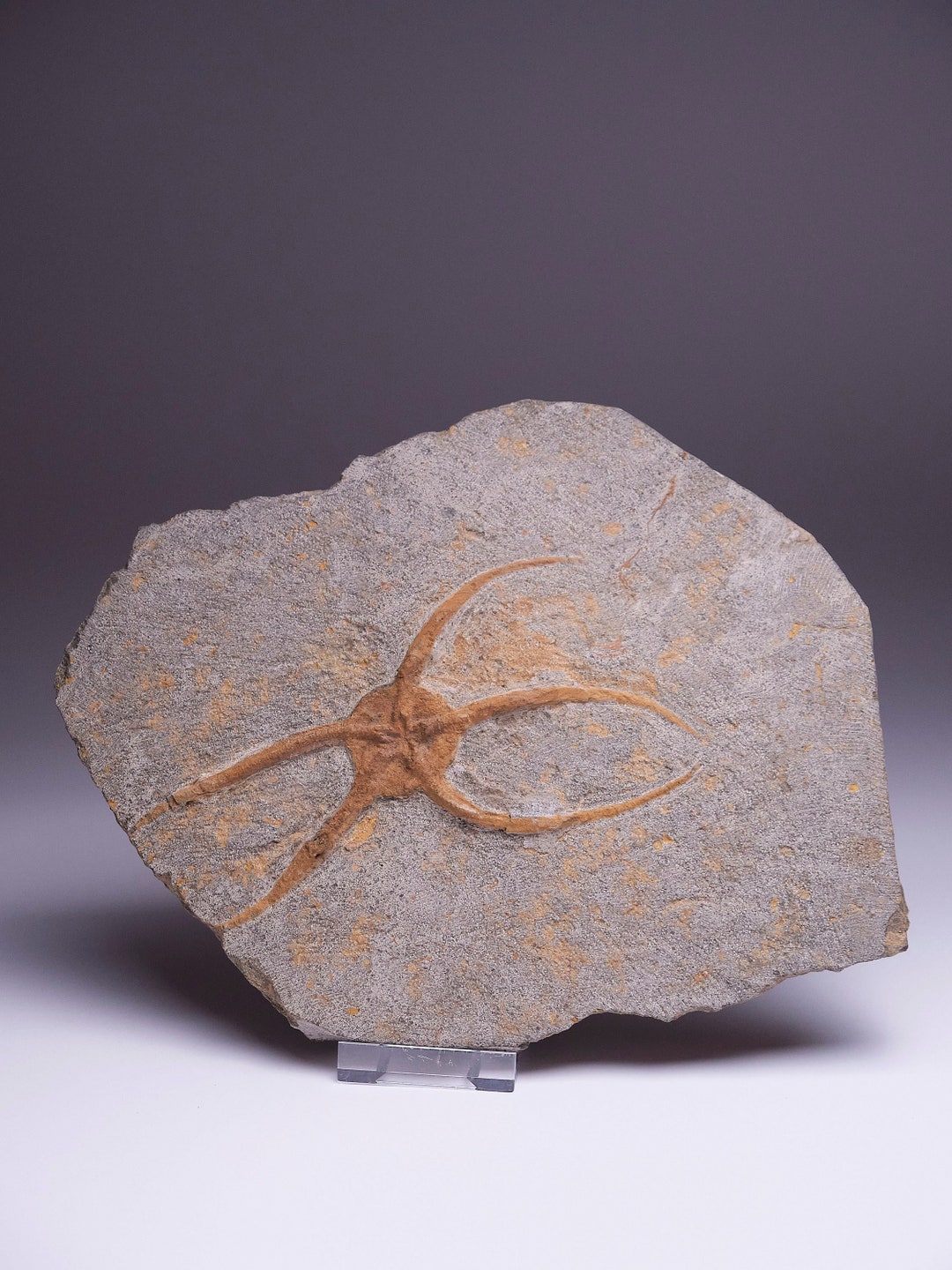Brittle Starfish Fossil Ophioroideia Ordovician 470 to 458 Million