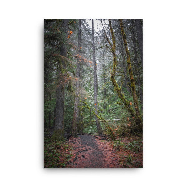 Redwoods I - Canvas Print