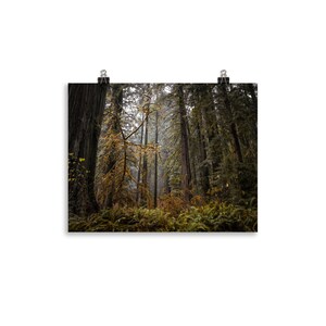Redwoods III - Poster Print