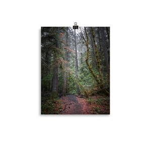 Redwoods I - Poster Print