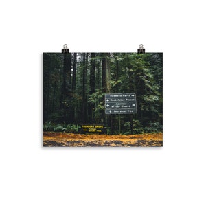 Redwoods IV - Poster Print