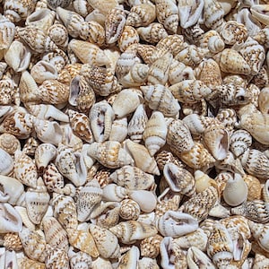 May include: A close-up shot of a collection of small seashells. The shells are primarily beige and brown, with intricate patterns and textures. The shells are tightly packed together, creating a natural, organic pattern.