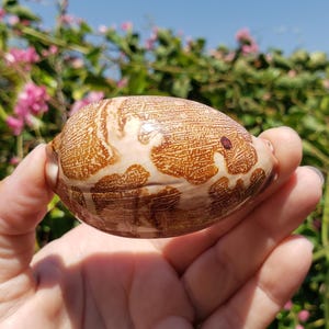 2.75&quot; Map Cowrie Seashell (1 Shell) - Map Cowry Shell - Leporicypraea Mappa - Cypraea Mappa
