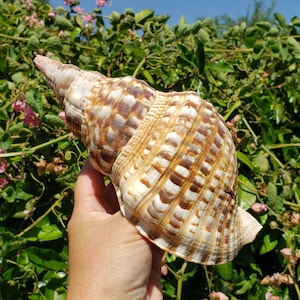7.75&quot; Atlantic Triton Seashell (1 Shell) - Charonia Variegata - Caribbean Triton - Atlantic Triton&#39;s Trumpet