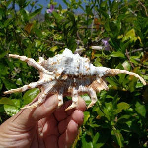 5.375&quot; Scorpion Spider Conch Seashell (1 Shell) - Scorpion Conch Shell - Lambis Scorpius