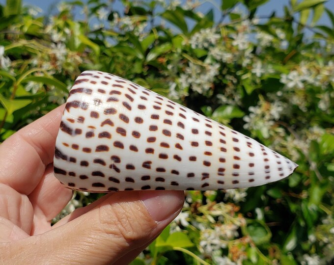 Cone Shell Pattern 3.375