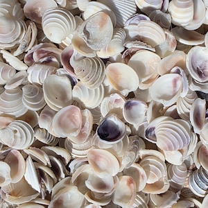 May include: A close-up view of a collection of seashells. The shells are primarily white with subtle pink and purple hues. The shells vary in size and shape, creating a textured and natural aesthetic. Ideal for beach-themed decor or craft projects.