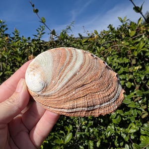 May include: A large, colorful seashell with a striped pattern of orange, white, and cream hues. The shell is held against a backdrop of green foliage and a blue sky, showcasing its natural beauty and intricate design.