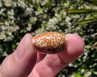 0.875" Honey Cowrie Seashell (1 Shell) - Naria/Cypraea Helvola - **Read Item Details**