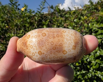 2.5" Eyed Cowrie Seashell (1 Shell) - Arestorides/Cypraea Argus