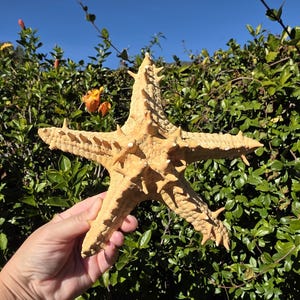 May include: A large, tan starfish with multiple arms and textured surface. The starfish is held in front of a backdrop of green foliage and a clear blue sky. The starfish has several small, pointed protrusions.