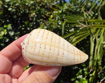 May include: A cone shell with a smooth, cream-colored surface featuring rows of small, dark brown rectangular markings. The shell has a tapered, conical shape with a rounded top and a pointed end, displaying a natural glossy finish and texture.