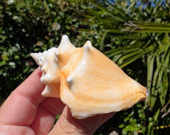 May include: A smooth, light peach-colored seashell with a spiraled, pointed top and a wide, flared opening. The shell features subtle white highlights along its ridges and edges, showcasing a natural, glossy texture and a curved, organic shape.