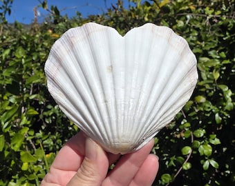 4.375" Heart-Shaped Natural Scallop Seashell (1 Half Shell/Single) - **Read Item Details**