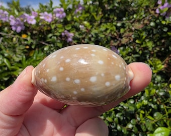 2.25" Pacific Deer Cowrie - (1 Shell) - Lyncina/Cypraea Vitellus - **Read Item Details**