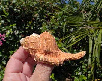 3.25" Pear Triton Seashell (1 Shell) - Ranularia/Cymatium Pyrum - **Read Item Details**
