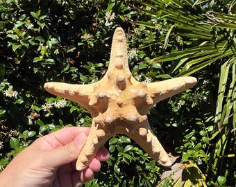 May include: A five-pointed starfish with a textured, tan-colored surface featuring raised bumps and ridges along its arms and central disc. The starfish has a firm, rigid appearance and is displayed against a backdrop of green foliage.