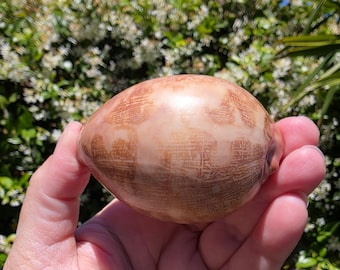 2.875" Map Cowrie Seashell (1 Shell) - Leporicypraea/Cypraea Mappa - **Read Item Details**