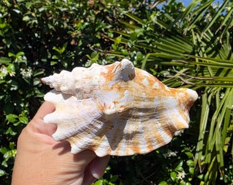 May include: A large, textured seashell featuring a spiral shape with a pointed apex. The shell displays a natural color palette of creamy white and warm orange-brown streaks, with a fluted, scalloped edge along the outer rim of the opening.