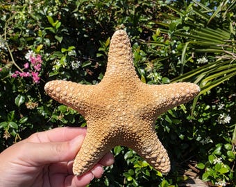 May include: A five-pointed starfish with a textured, tan-colored surface. The echinoderm features a central disc and five tapering arms covered in small, granular bumps, showcasing a natural, rigid structure and a light brown, sandy hue throughout.