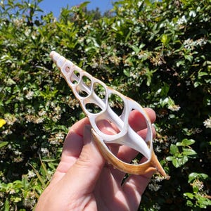 May include: A sliced auger seashell featuring a smooth, white interior with a series of open, interconnected chambers and a tan, textured outer edge. The shell is elongated and tapered, showcasing a natural, intricate, and hollowed-out structure.