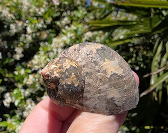 1.75" Tapestry Turban Seashell (1 Shell) - Turbo Petholatus - **Read Item Details**