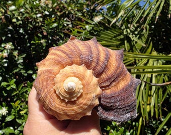 May include: A large, spiraled seashell featuring a prominent central cone with a light tan, textured surface. The outer edges of the shell display deep brown, radial stripes and jagged, pointed protrusions that extend outward from the spiral.