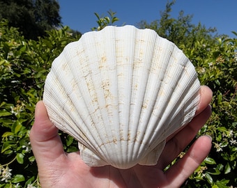4.5" Irish Baking Scallop Seashell (1 Half Shell/Single) - **Read Item Details**