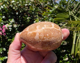 May include: A smooth, oval-shaped cowrie shell featuring a glossy, tan-colored surface with a distinct, intricate network of darker brown, web-like patterns and a lighter, cream-colored central band running across the top of the shell.