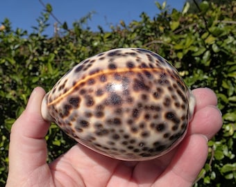 3.25" Tiger Cowrie Seashell (1 Shell) - Cypraea Tigris - Tiger Cowry Shell