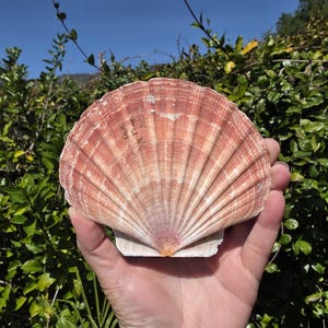 May include: A large, fan-shaped seashell with a reddish-brown and cream color pattern. The shell is held in a hand, with a green leafy background and a clear blue sky visible. The shell's surface has a textured, ribbed design.