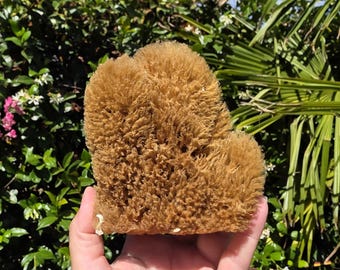 May include: A natural sea sponge with a porous, fibrous texture and a golden-brown color. The sponge has an irregular, rounded shape with a dense, branching structure that creates a complex surface pattern of small, interconnected openings.