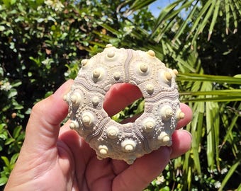 May include: A cream-colored sea urchin test with a circular opening at the top, featuring a textured surface with small, raised, rounded bumps arranged in a radial pattern across the exterior of the calcified shell.