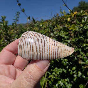 May include: A cone-shaped seashell with a cream base and vertical brown stripes. The shell is held in a hand against a backdrop of green foliage and a clear blue sky. The shell's surface reflects light, highlighting its texture.