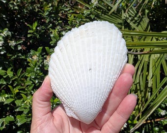 May include: A large, white, fan-shaped seashell with a textured, ribbed surface and a pointed base. The shell features a distinct radial pattern of ridges extending from the hinge to the scalloped outer edge, showcasing a natural, matte finish.