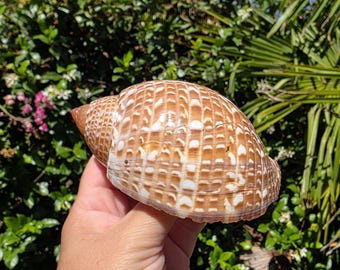 May include: A large, rounded seashell featuring a distinct grid-like pattern of brown and white markings. The shell has a smooth, glossy texture with a tapered end and a wide, curved body, showcasing natural coloration and intricate geometric details.