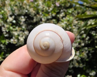 1.375" Brown and White Striped Land Snail Seashell (1 Shell) - **Read Item Details**