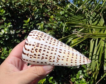 May include: A cone shell featuring a white base color with a repeating pattern of dark brown rectangular markings arranged in horizontal rows across the surface. The shell has a smooth, tapered conical shape with a wide opening at one end.