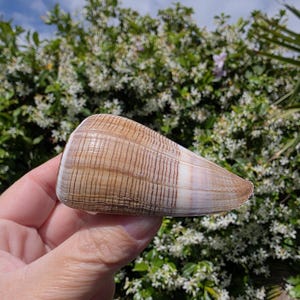May include: A brown and white seashell with vertical brown stripes. The shell is held in a hand, with a green and white floral background. The shell has a smooth, polished appearance and a conical shape.