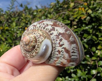 1.875" Pearl Banded Tapestry Turban Seashell (1 Shell) - Turbo Petholatus