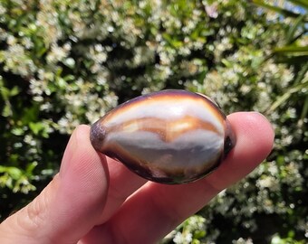 1.5" Onyx Cowrie Seashell (1 Shell) - Erronea/Cypraea Onyx - **Read Item Details**