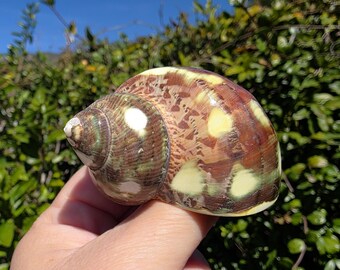 2.25" Polished Spotted Tapestry Turban Seashell (1 Shell) - Turbo Petholatus - **Read Item Details**
