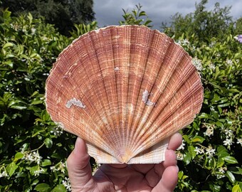 5" Irish Flat Scallop Seashell (1 Half Shell/Single) - **Read Item Details**