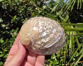 May include: An iridescent abalone shell with a smooth, pearlescent interior surface showing swirling shades of silver, pink, and green, contrasted by a rough, textured, tan-colored exterior edge on one side of the rounded marine mollusk shell.