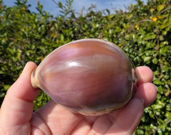 3" Purple Top Tiger Cowrie Seashell (1 Shell)