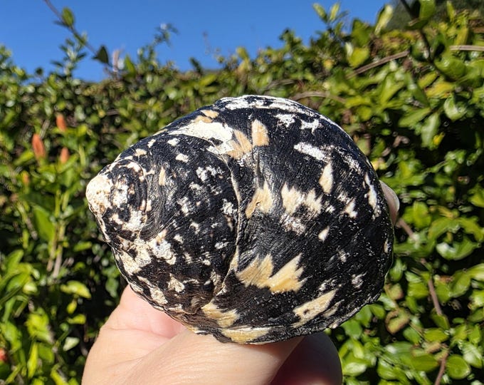 Magpie Shells 2.25