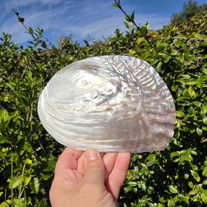 May include: A large, iridescent seashell with a pearlescent sheen. The shell is held against a backdrop of green foliage and a blue sky, highlighting its natural beauty and intricate textures. A decorative item.