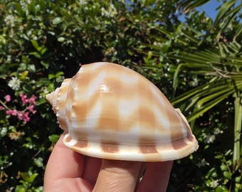 May include: A smooth, polished seashell featuring a creamy white base color with distinct, repeating tan-colored vertical stripes. The shell has a rounded, bulbous body shape with a slightly pointed, textured spiral apex at the left side.