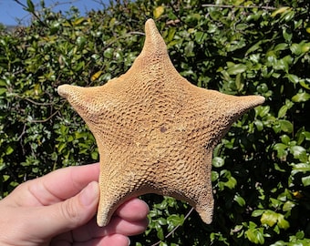5.375" Bat Sea Star (1 Sea Star) - Patiria Miniata - **Read Item Details**