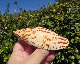 3.875" Harpulina Loroisi Seashell (1 Shell) - **Read Item Details**